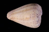 藏品(別緻芋螺)的圖片